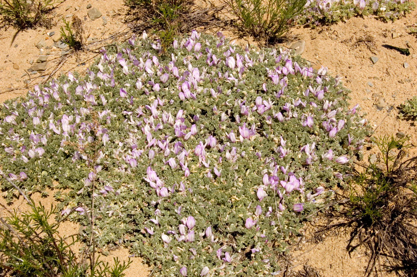 Изображение особи Astragalus ammodytes.