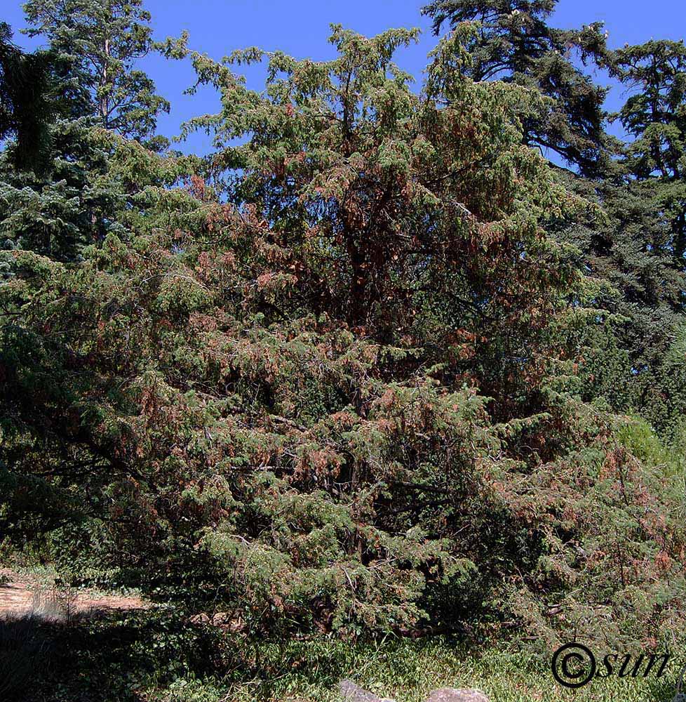 Изображение особи Juniperus oxycedrus.