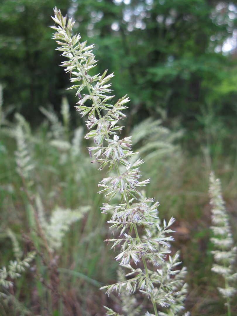 Image of Koeleria glauca specimen.