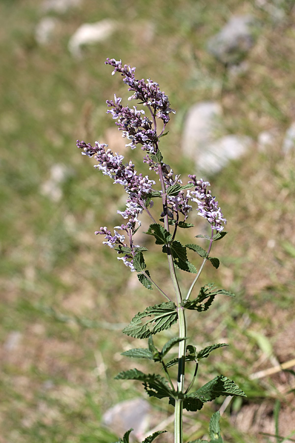 Image of Nepeta nuda specimen.