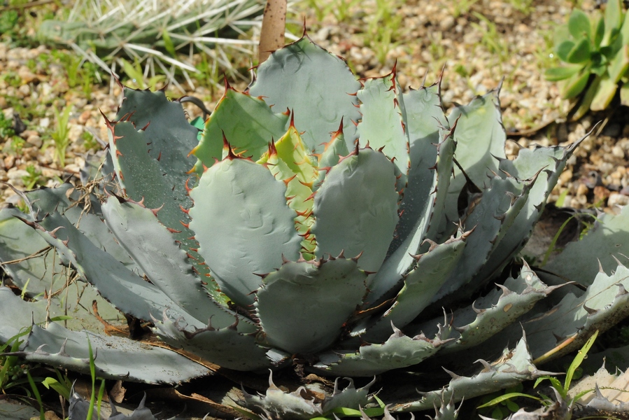 Изображение особи Agave guadalajarana.