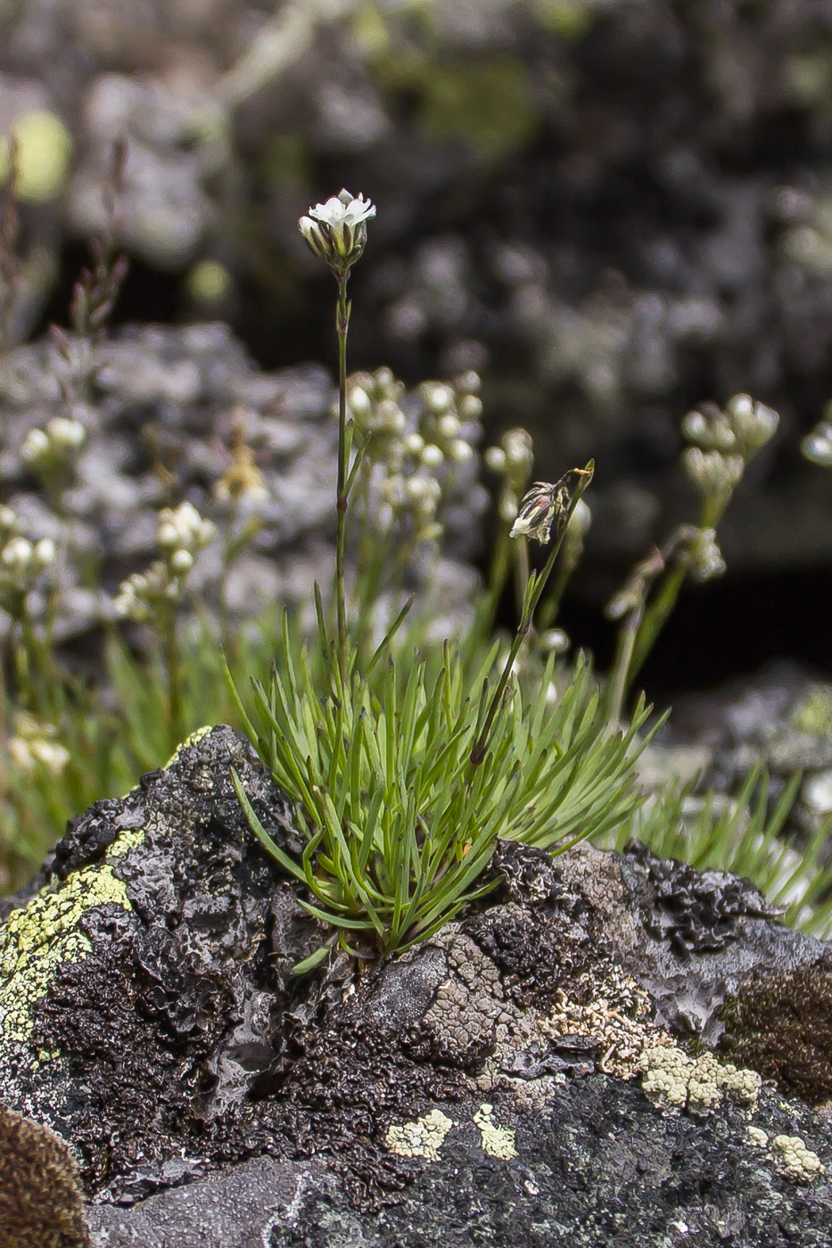 Изображение особи Gypsophila uralensis.