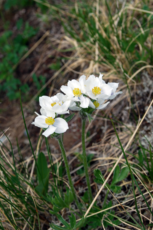 Image of Anemonastrum crinitum specimen.