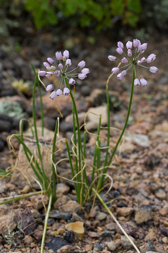 Image of Allium rubens specimen.