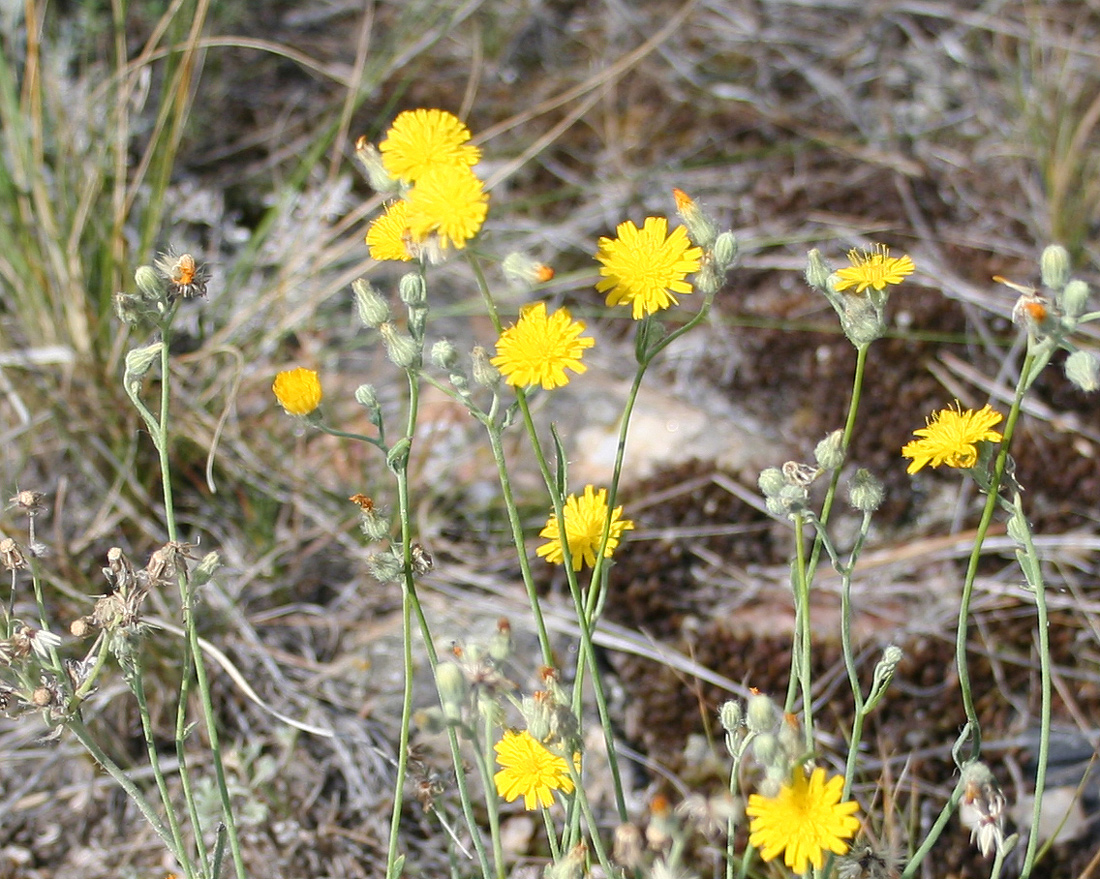 Изображение особи Pilosella echioides.