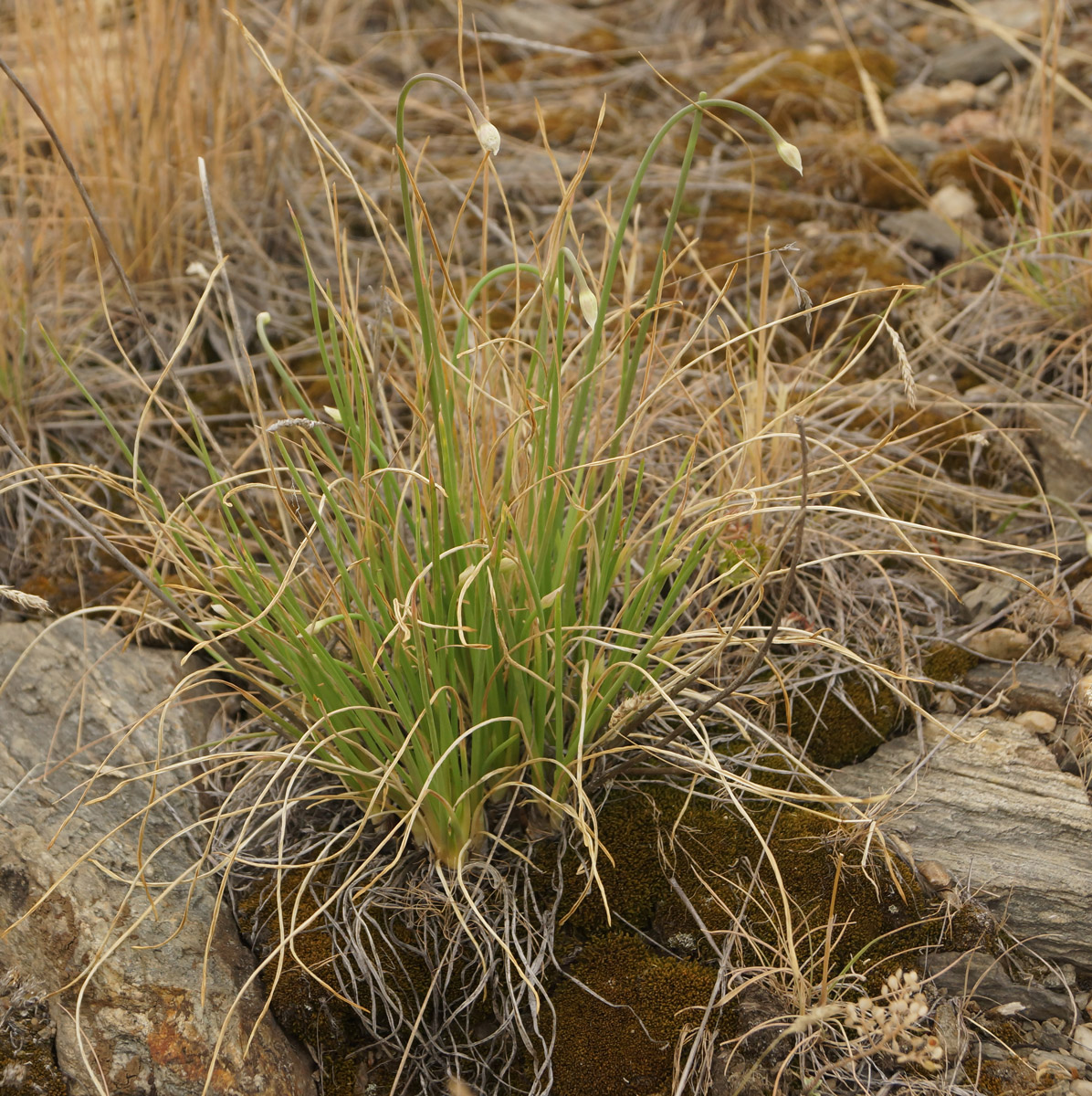 Image of Allium rubens specimen.