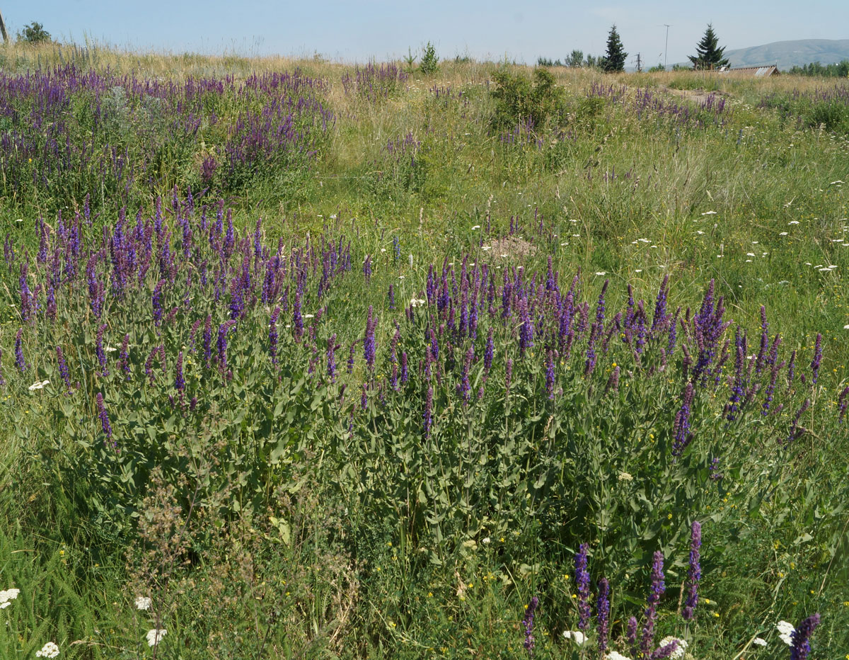 Изображение особи Salvia deserta.