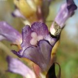 Orobanche amoena