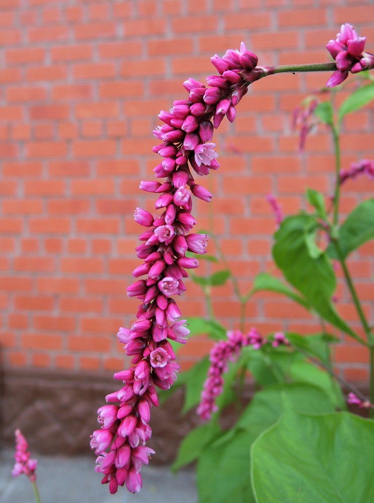 Image of Persicaria orientalis specimen.