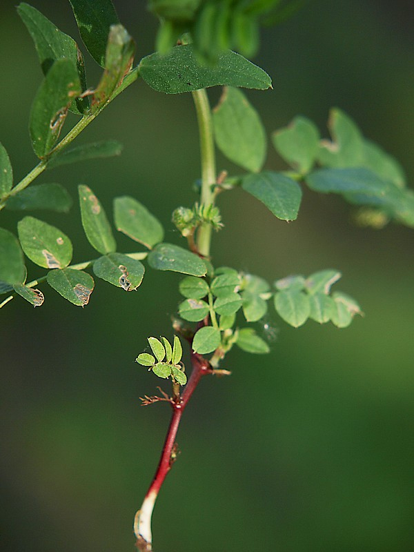 Image of Vicia sepium specimen.