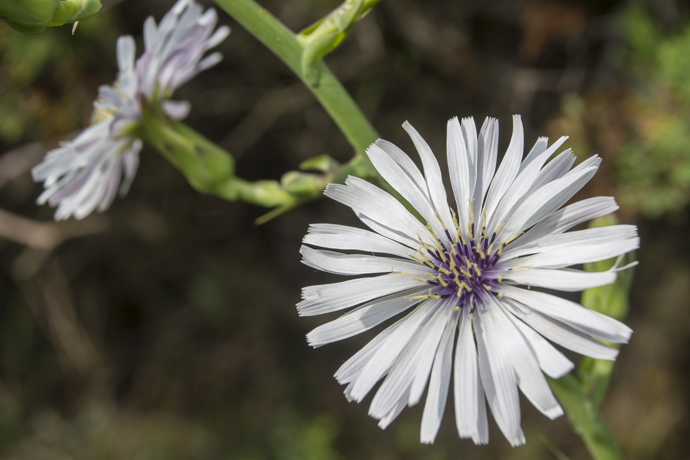 Изображение особи Lactuca tuberosa.