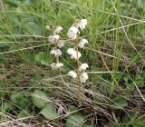 Pyrola rotundifolia