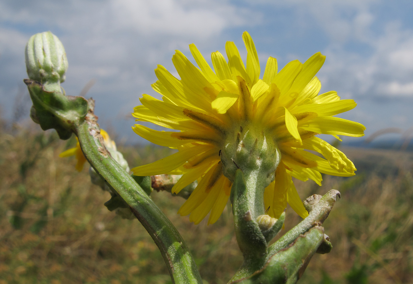 Изображение особи Crepis pannonica.