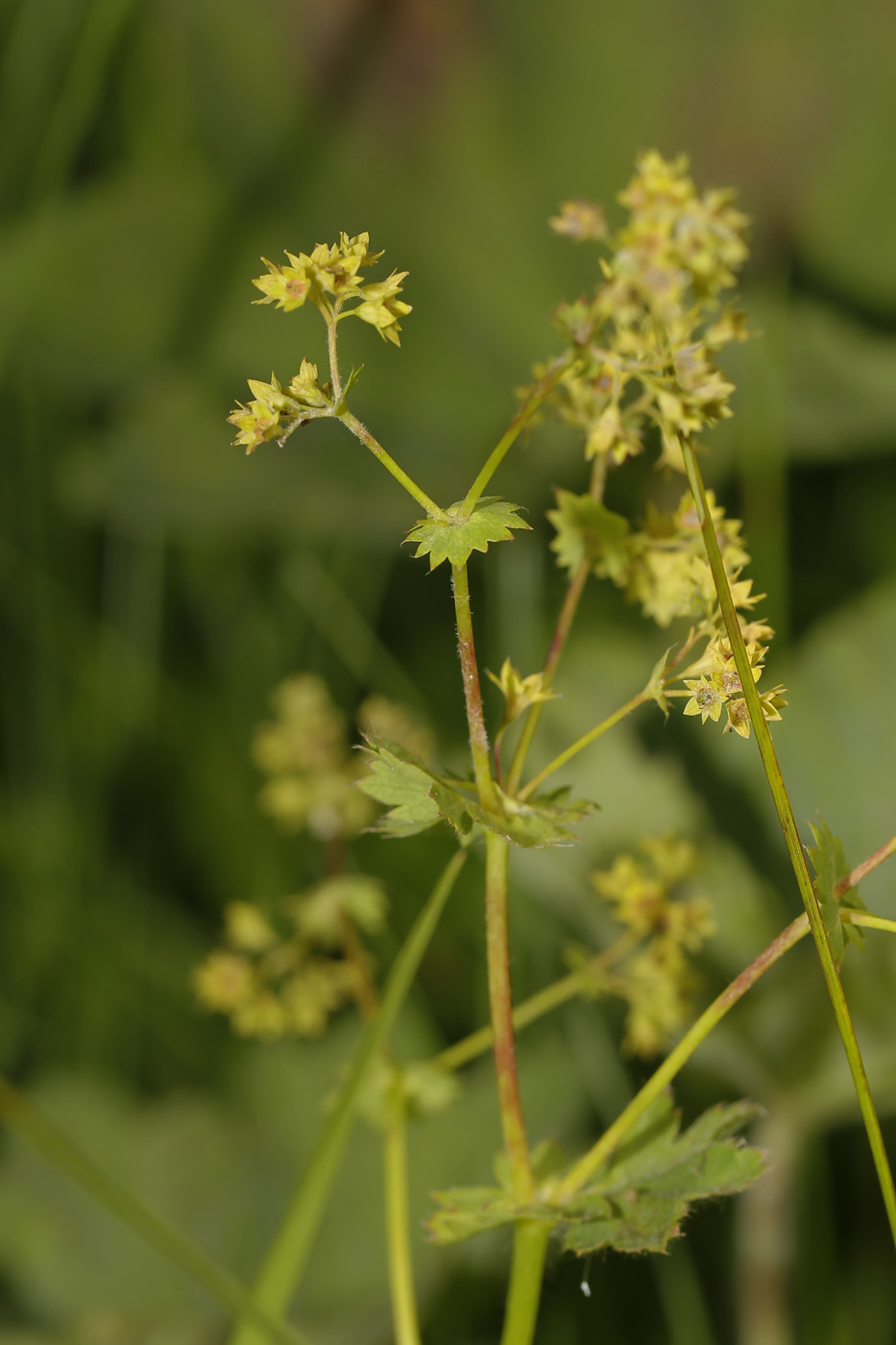 Изображение особи род Alchemilla.