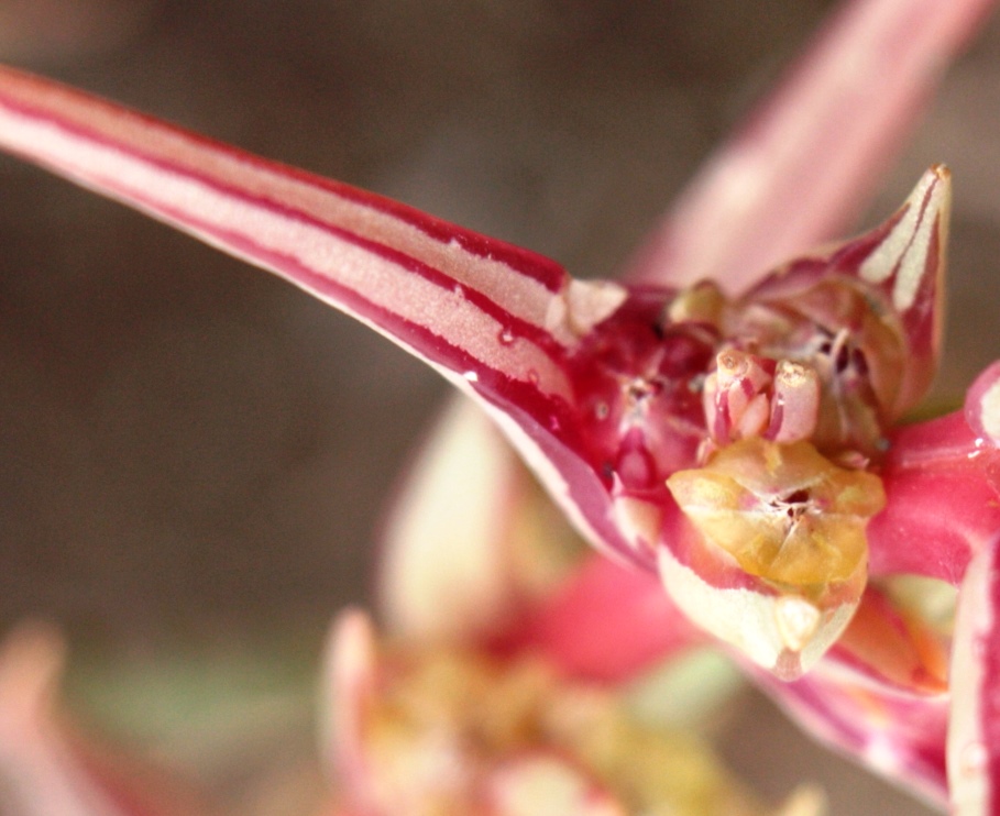 Image of Salsola soda specimen.