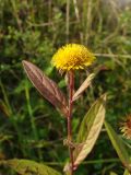 Inula japonica