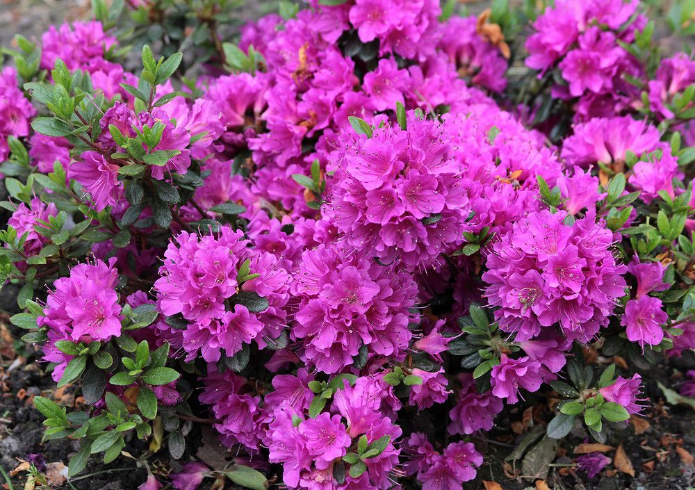 Image of genus Rhododendron specimen.