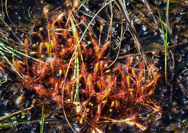 Image of Drosera anglica specimen.