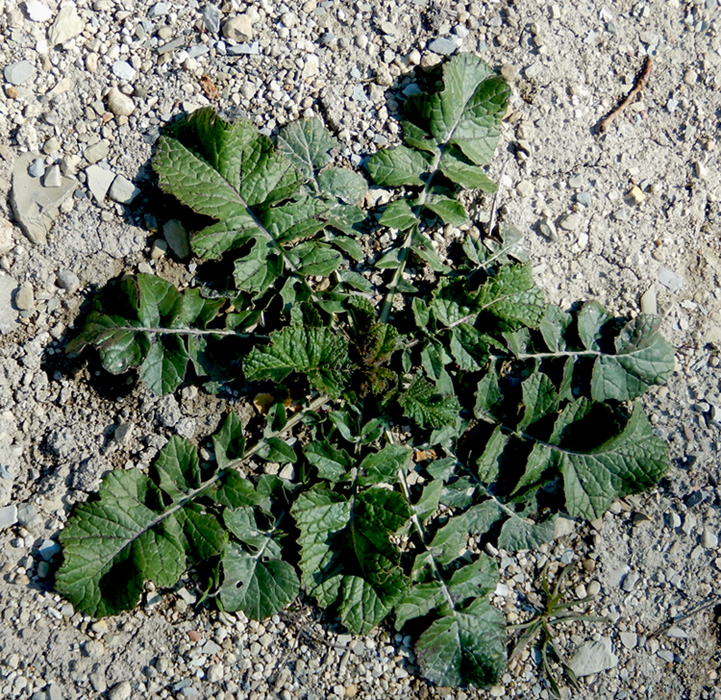 Image of Rapistrum rugosum specimen.