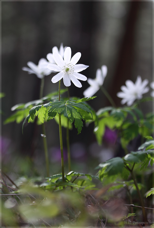 Изображение особи Anemone altaica.