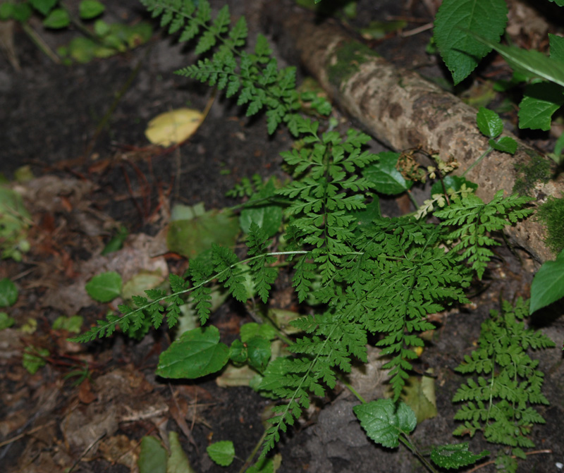 Изображение особи Cystopteris fragilis.