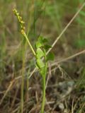 Botrychium lunaria. Верхушка спороносящей вайи. Магаданская обл., окр. г. Магадан, устье р. Магаданка, около озера среди кочек. 28.07.2016.