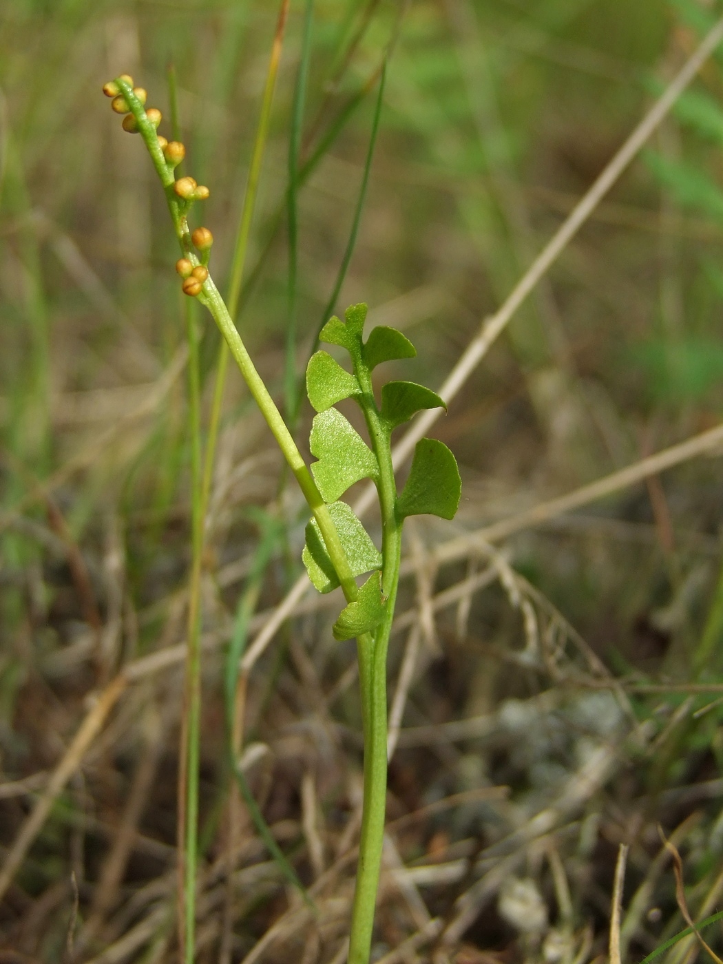 Image of Botrychium lunaria specimen.