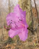 Rhododendron mucronulatum. Цветок. Приморский край, Шкотовский р-н, окр. с. Анисимовка, в смешанном лесу. 16.05.2011.