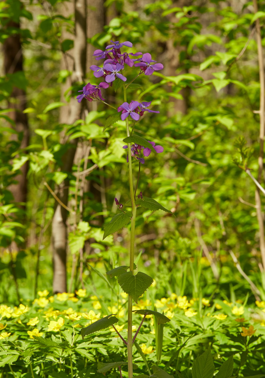 Изображение особи Lunaria annua.