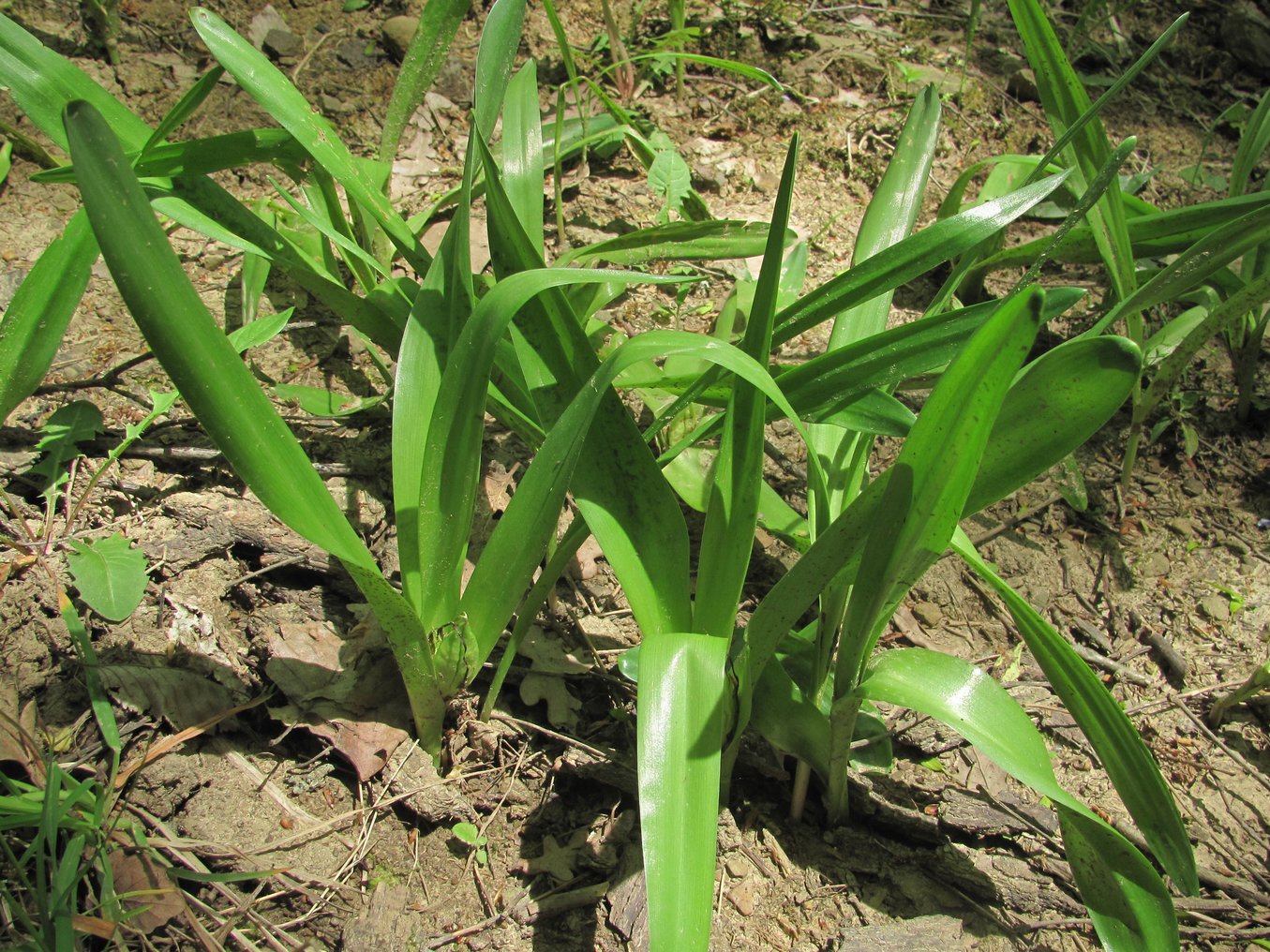 Image of Colchicum umbrosum specimen.