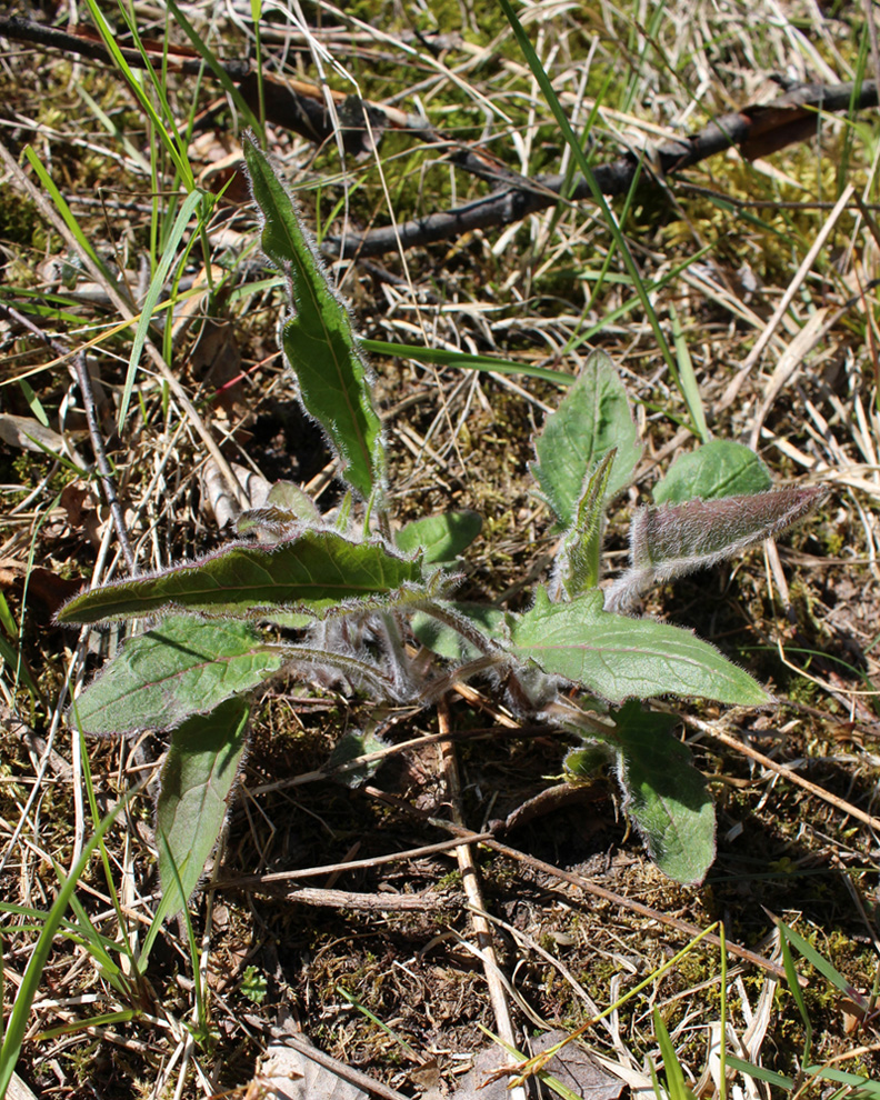 Image of genus Hieracium specimen.