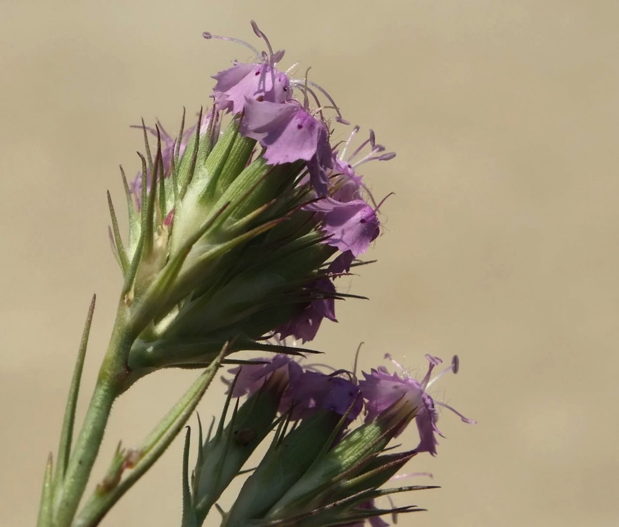 Image of Dianthus pseudarmeria specimen.