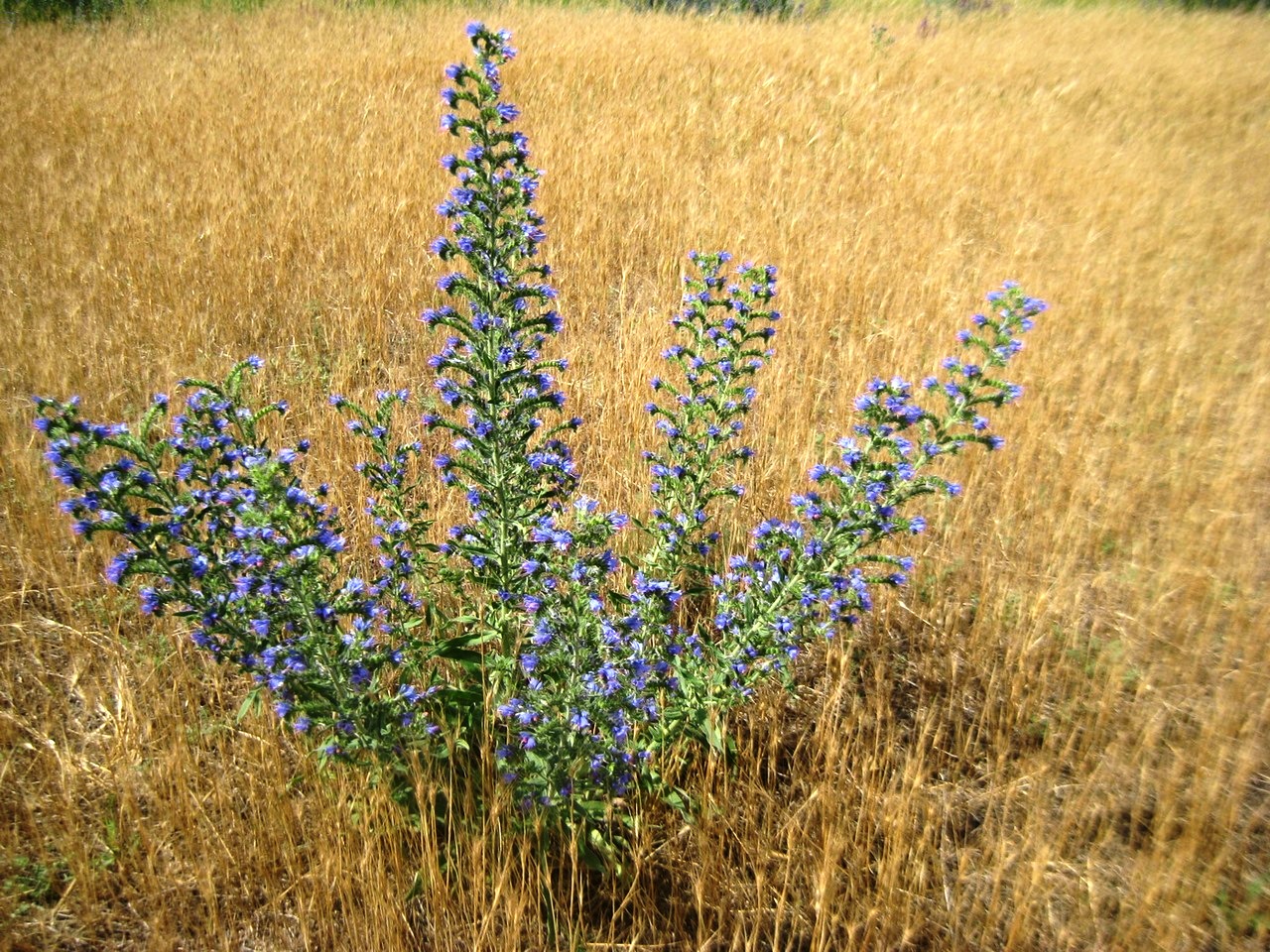 Image of Echium vulgare specimen.