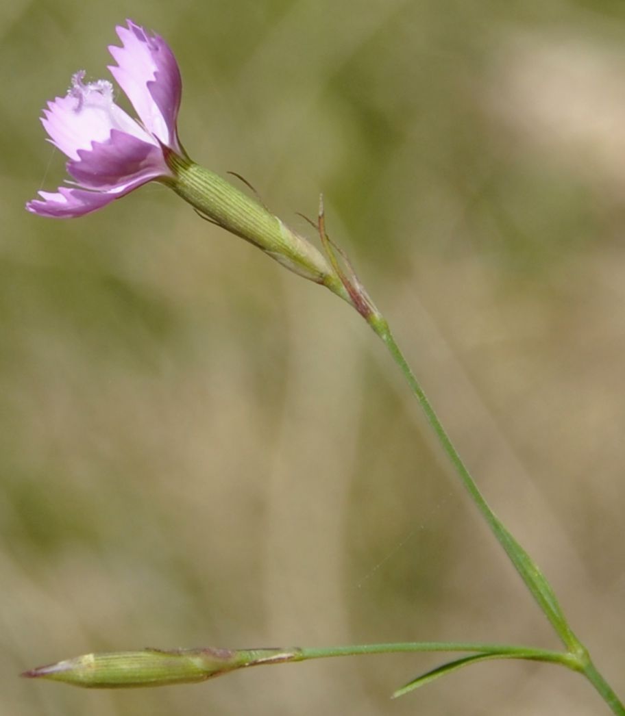 Image of Dianthus gracilis specimen.