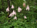 Aquilegia vulgaris. Верхушка цветущего и плодоносящего растения. Московская обл., Дмитровский р-н, берег канала им. Москвы, опушка смешанного леса. 05.07.2017.