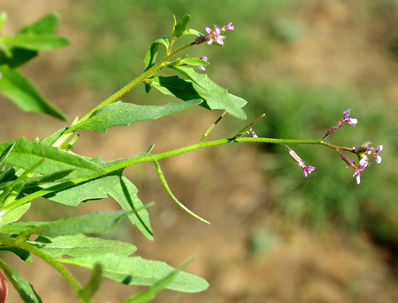 Image of Chorispora tenella specimen.