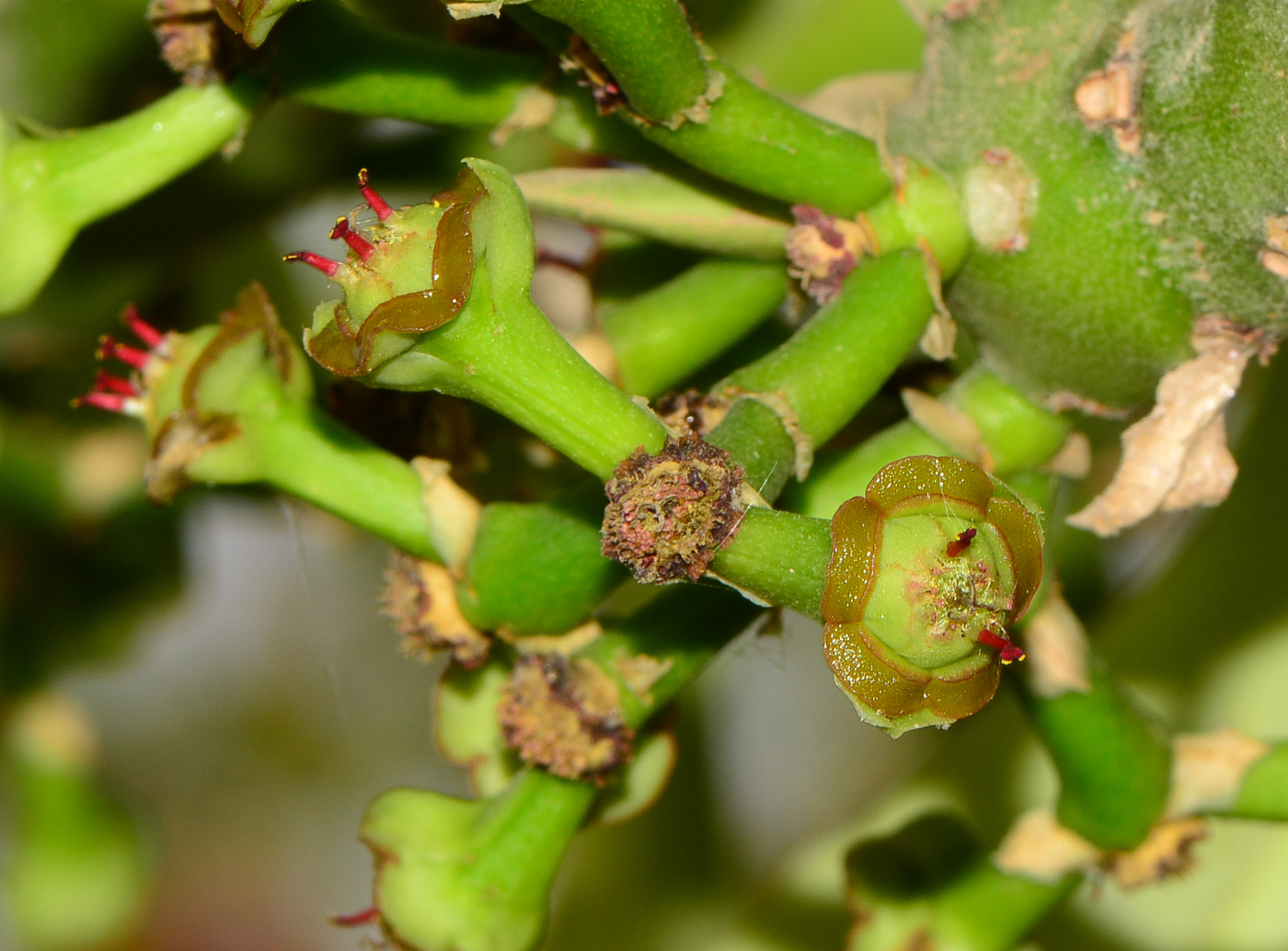 Image of Euphorbia neriifolia specimen.