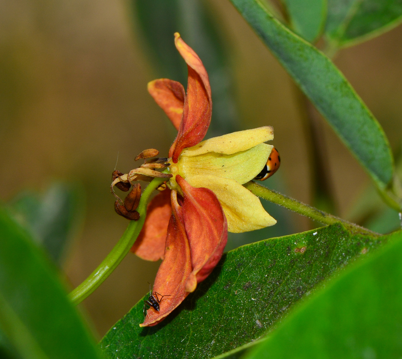 Image of Cassia brewsteri specimen.