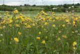 Anthyllis vulneraria. Заросли цветущих растений. Ленинградская обл., Волосовский р-н, суходольный разнотравно-злаковый луг на опушке хвойного леса. 16.07.2017.