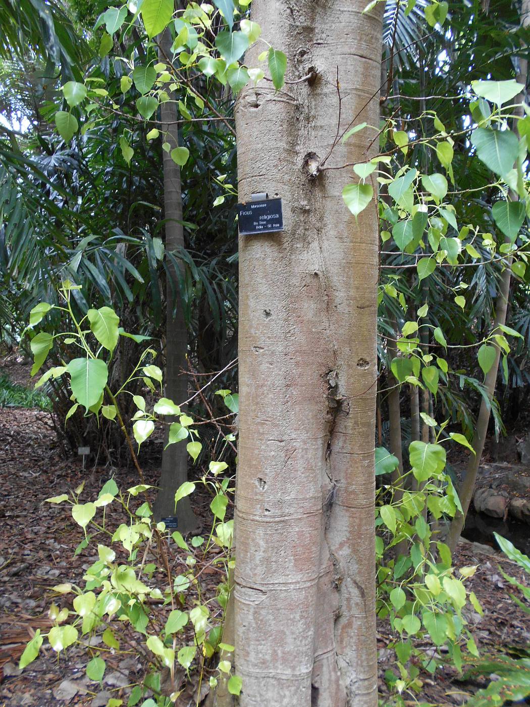 Image of Ficus religiosa specimen.