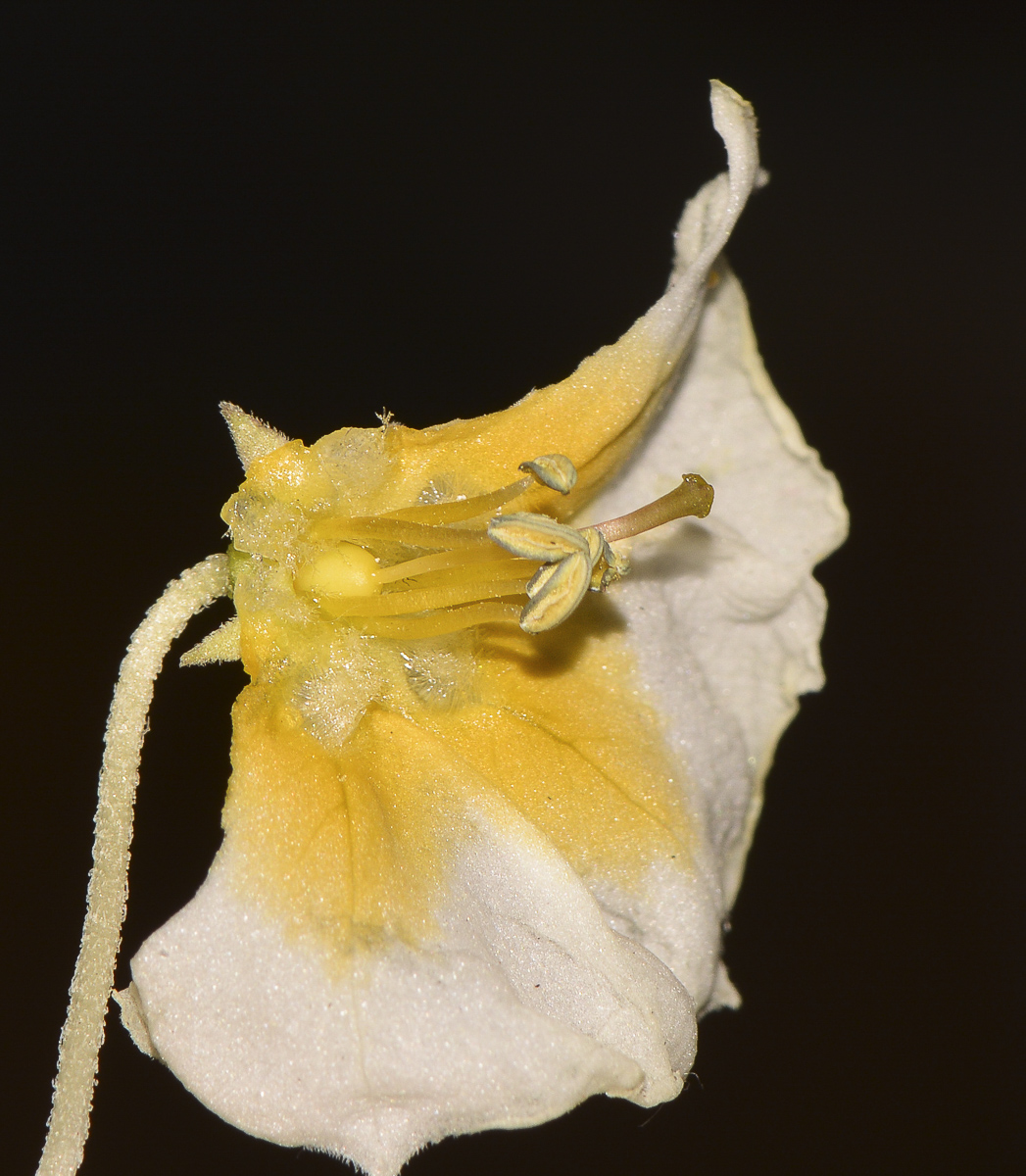 Image of Physalis angulata specimen.