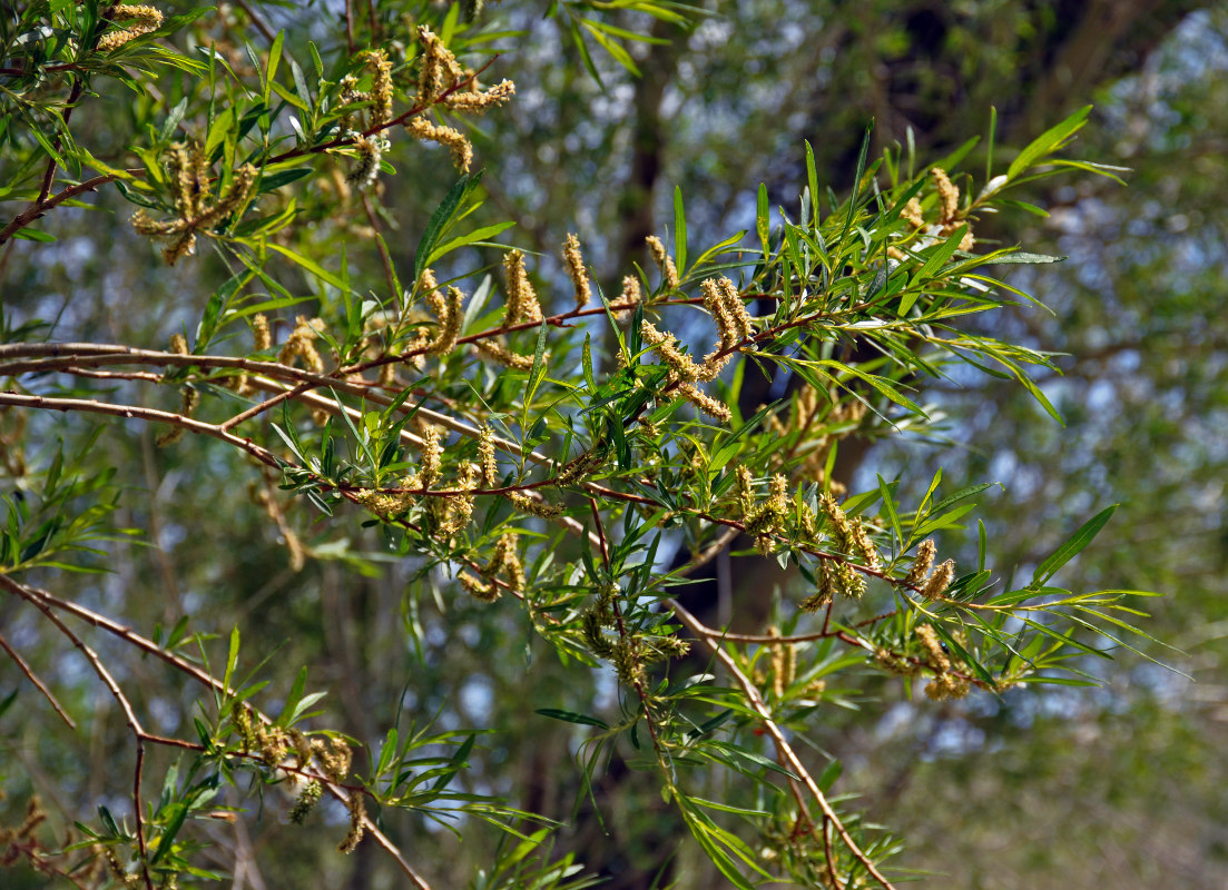 Image of genus Salix specimen.