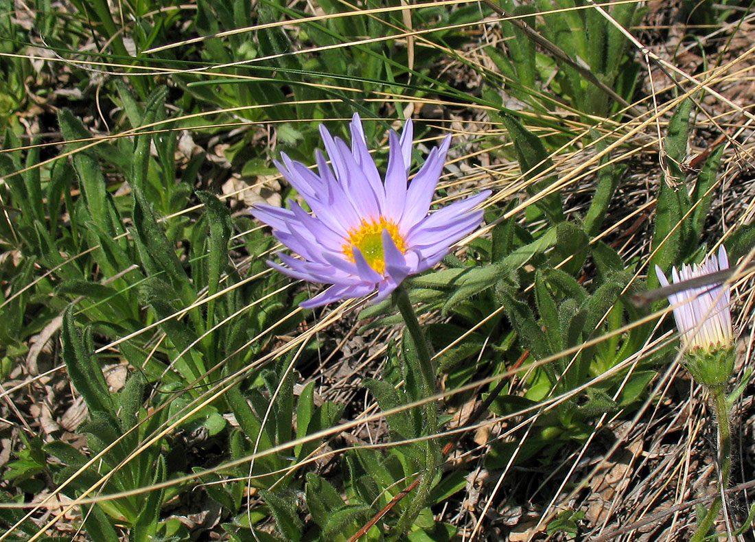 Image of Aster alpinus specimen.