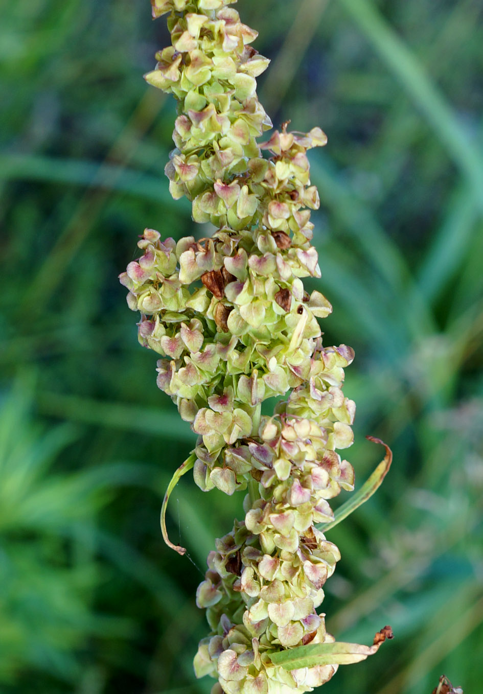 Image of Rumex pseudonatronatus specimen.