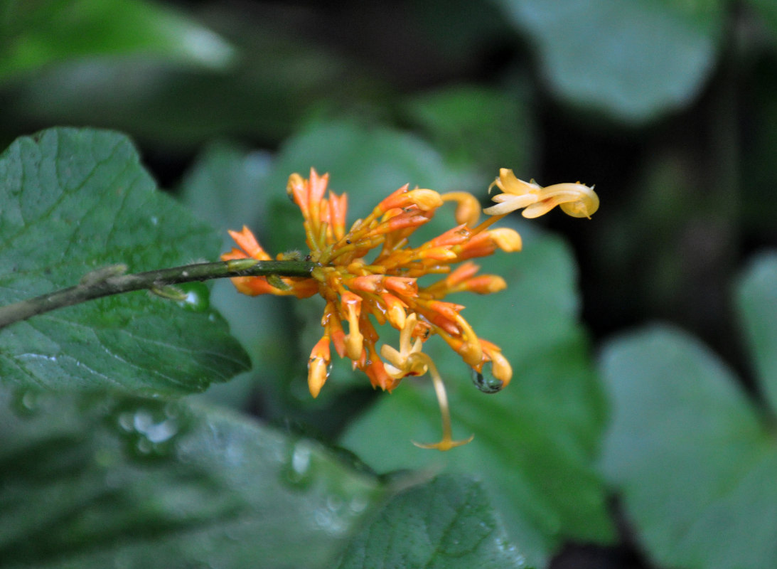 Image of Globba aurantiaca specimen.