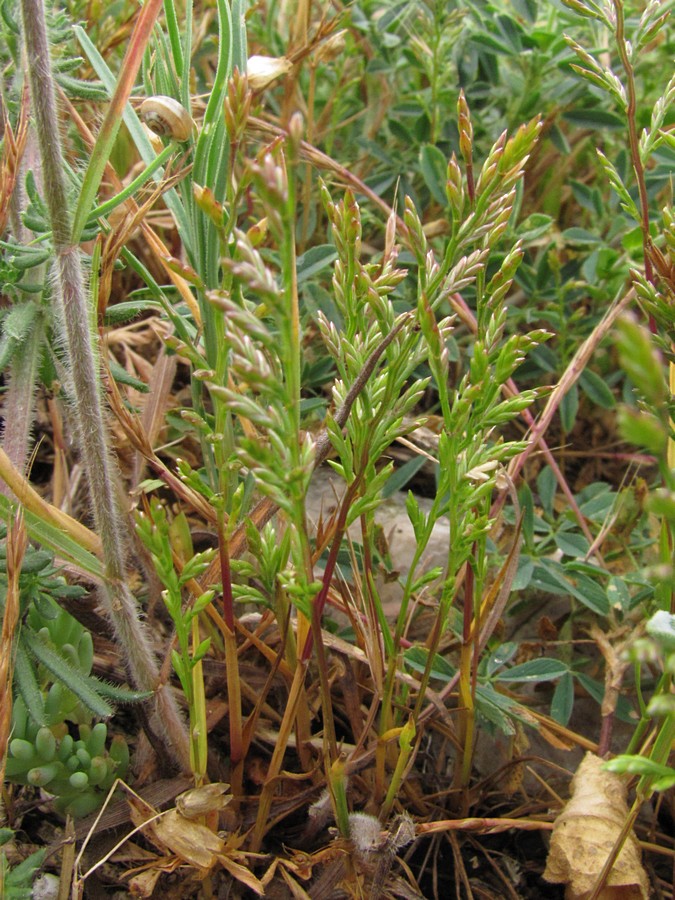 Image of Scleropoa rigida specimen.