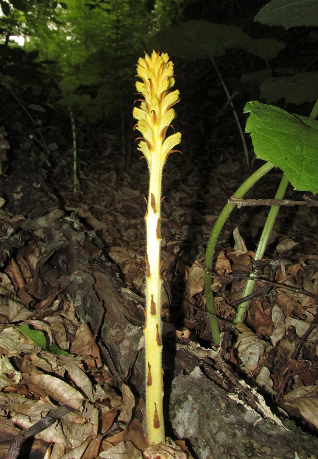 Изображение особи Orobanche flava.