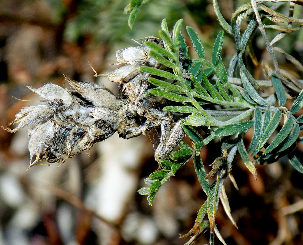 Изображение особи Astragalus circassicus.