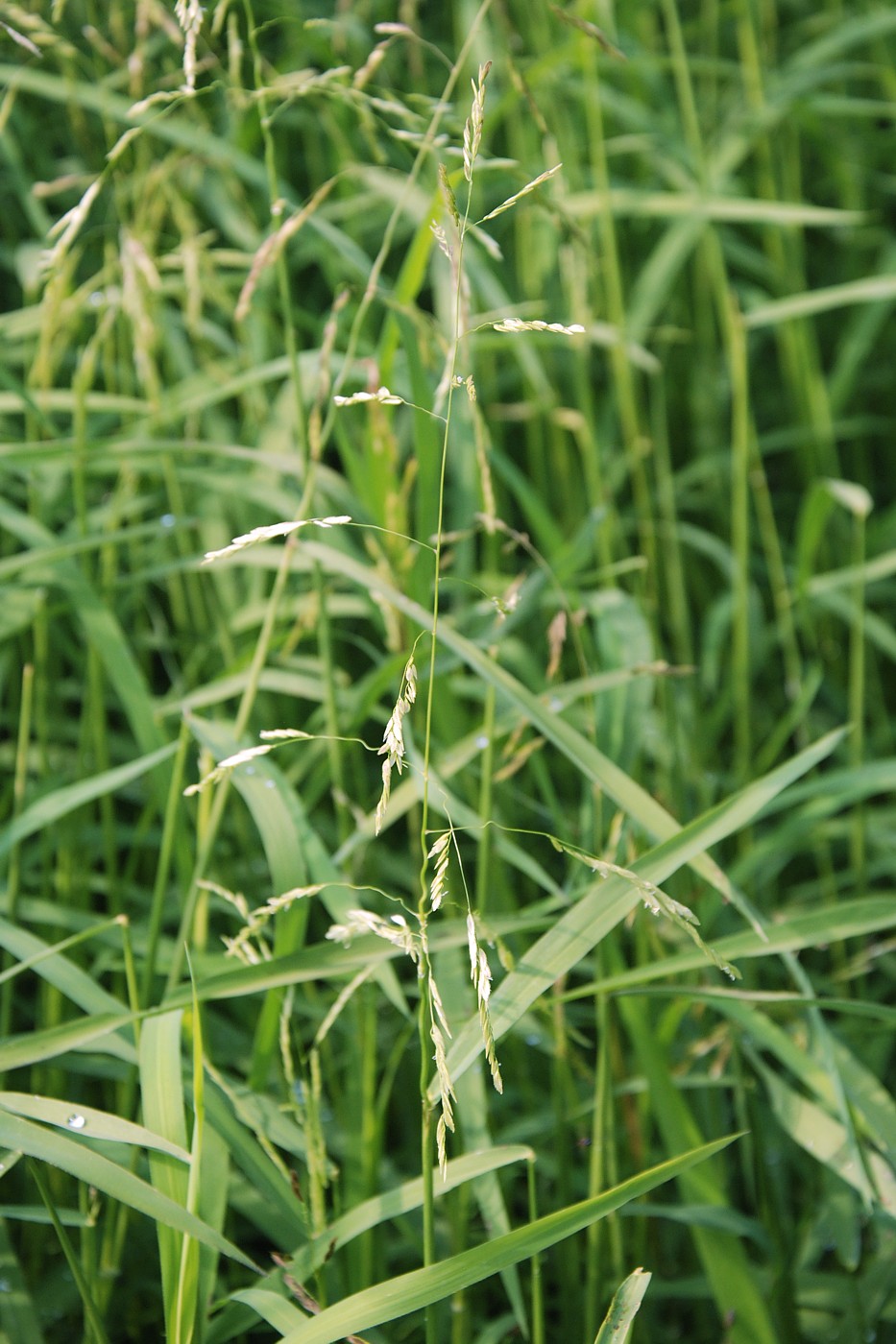 Image of Leersia oryzoides specimen.