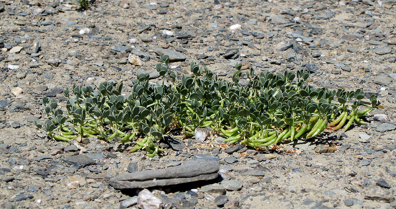 Image of Zygophyllum rosowii specimen.